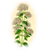 Origanum vulgare 2.jpg