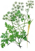 Petroselinum crispum 2.jpg