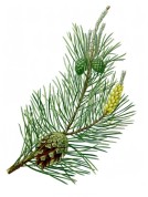 Pinus sylvestris 2.jpg