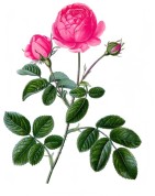 Rosa centifolia 2.jpg
