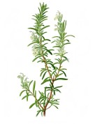 Rosmarinus officinalis 2.jpg