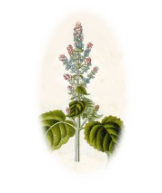 Salvia sclarea 2.jpg