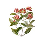 Syzygium aromaticum 2.jpg