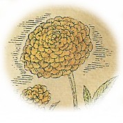 Tagetes minuta 2.jpg