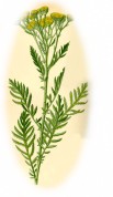 Tanacetum vulgare 2.jpg