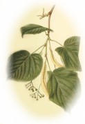 Tilia vulgaris 2.jpg