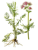 Valeriana fauriei 2.png