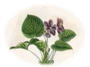 Viola odorata 2.jpg