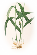 Zingiber officinale 2.png